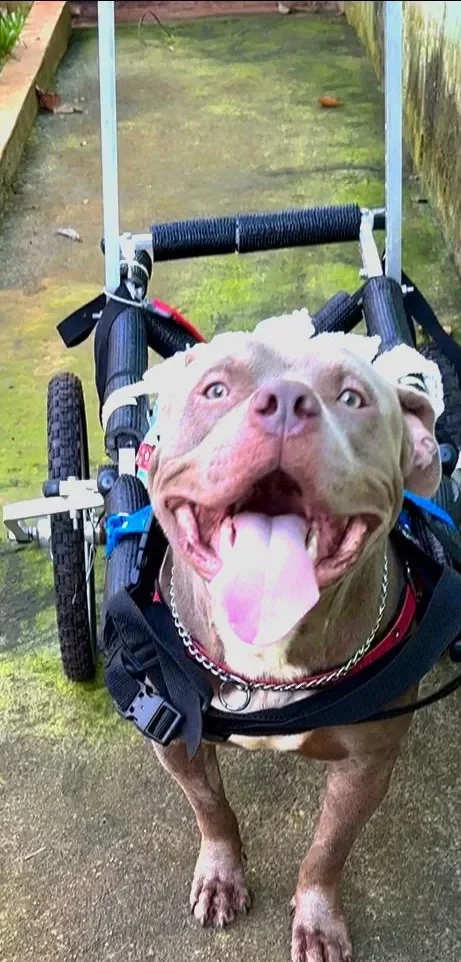 Thor, cão do Paraíso dos Pets, usando sua cadeirinha de rodas